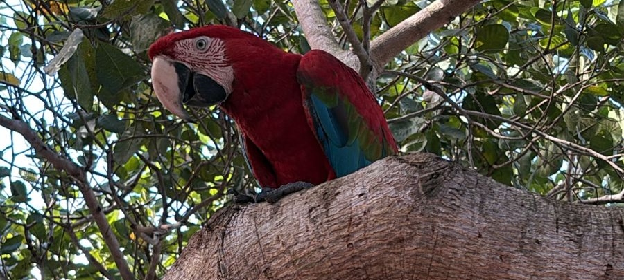 Suspeita de manter macacos-pregos e arara-vermelha em cativeiro é presa pela PCCE em Chorozinho
