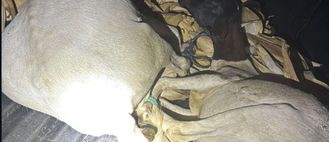 Polícia Militar captura dupla suspeita de furto de animais no município de Tauá
