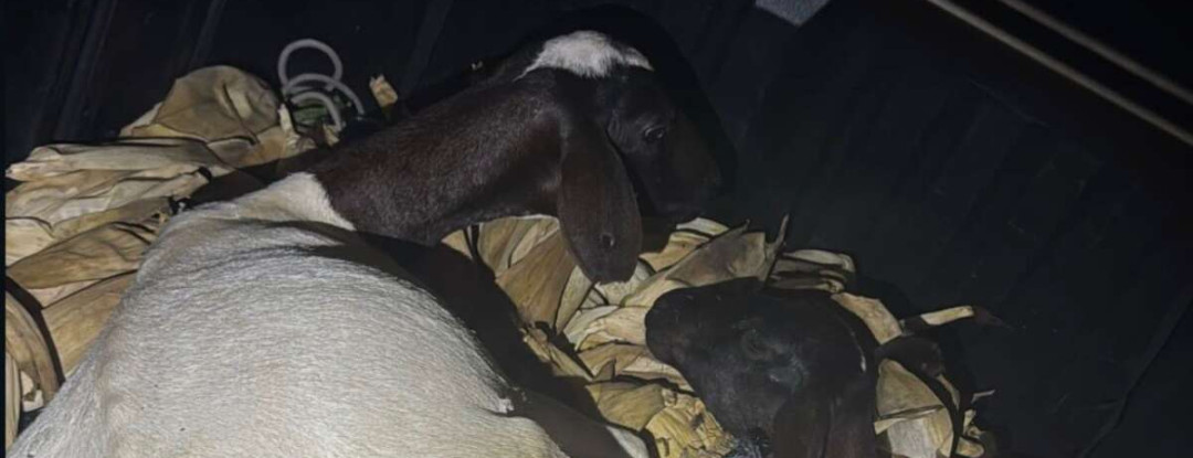 Polícia Militar captura dupla suspeita de furto de animais no município de Tauá