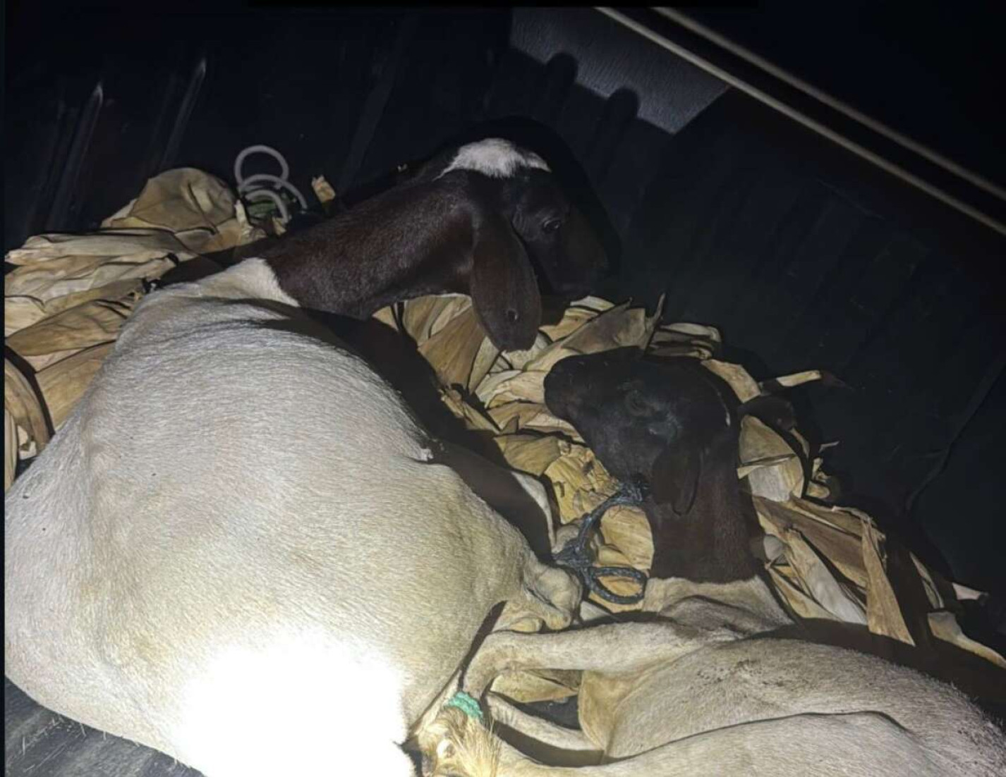 Polícia Militar captura dupla suspeita de furto de animais no município de Tauá