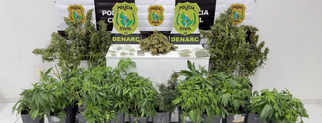 Polícia Civil desarticula laboratório de cultivo de maconha e prende suspeito em flagrante na Capital