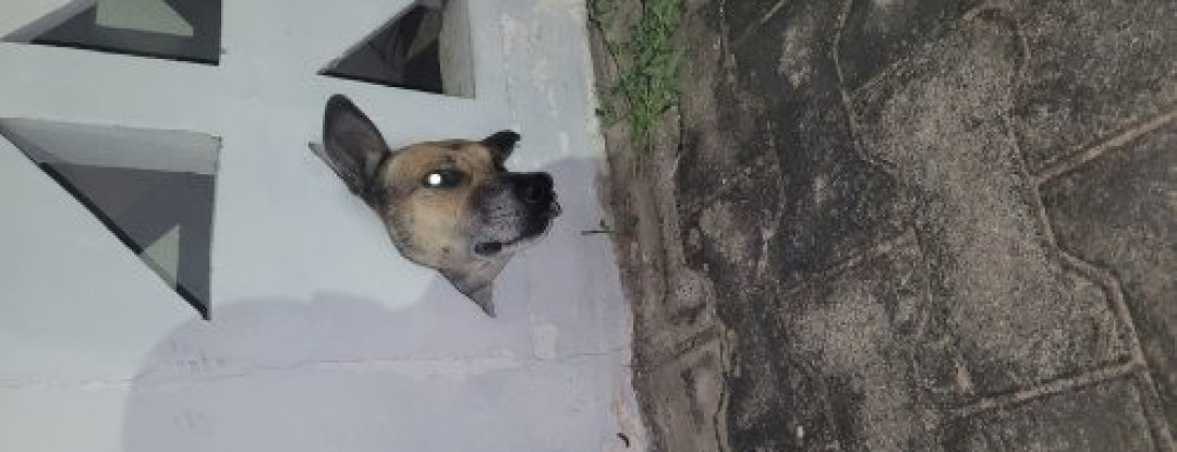 CBMCE resgata cachorro que ficou preso em cobogó em Juazeiro do Norte