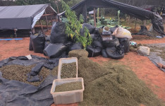 Polícia Civil localiza cerca de 290 mil pés de maconha em Acopiara