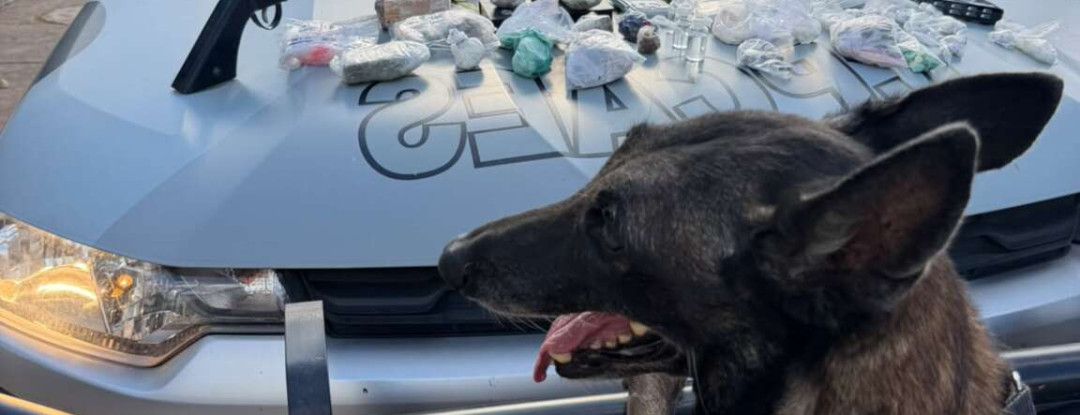 Com auxílio de cães farejadores, PMCE apreende armas, drogas e munições no Crato