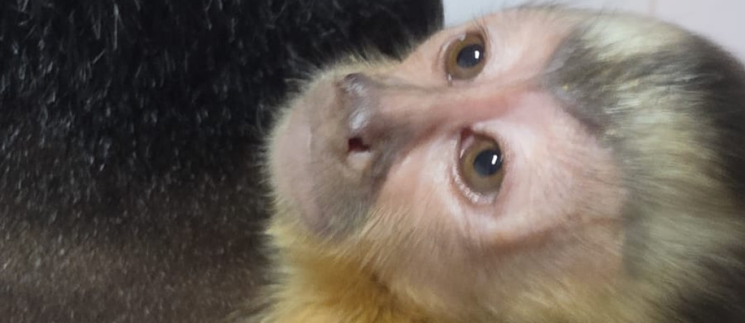 Durante ação da PCCE, homem é preso em flagrante por tráfico de drogas e por manter macaco-prego sem licença na Capital