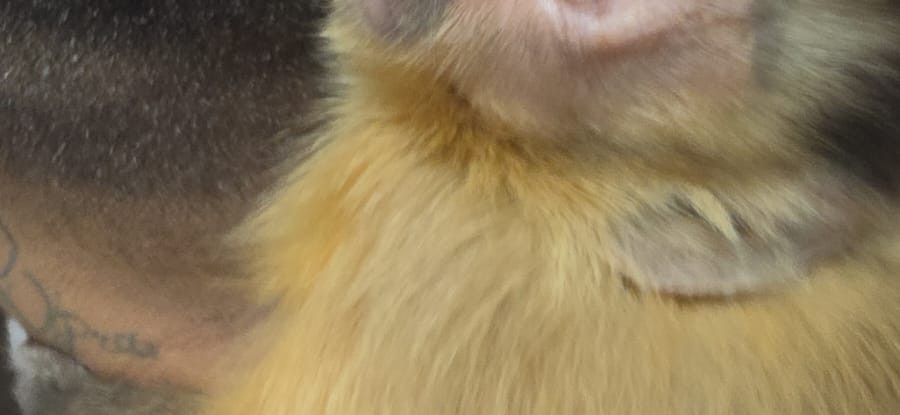 Durante ação da PCCE, homem é preso em flagrante por tráfico de drogas e por manter macaco-prego sem licença na Capital