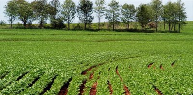 Nota de Esclarecimento: Instituto Agropolos