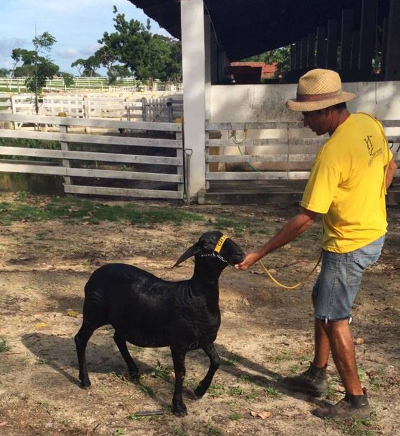 Único clone ovino do Brasil produzido na UECE gera primeiro filhote