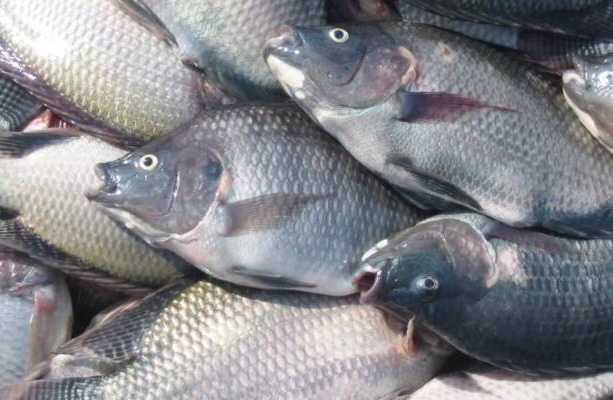 Seapa inicia o Programa de Peixamento 2017