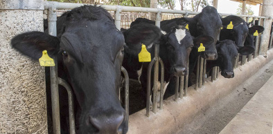 Febre aftosa: prazo para vacinar rebanho termina neste sábado (2)