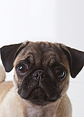 Sábado, 11 de novembro, é dia de vacinar cães e gatos contra raiva 