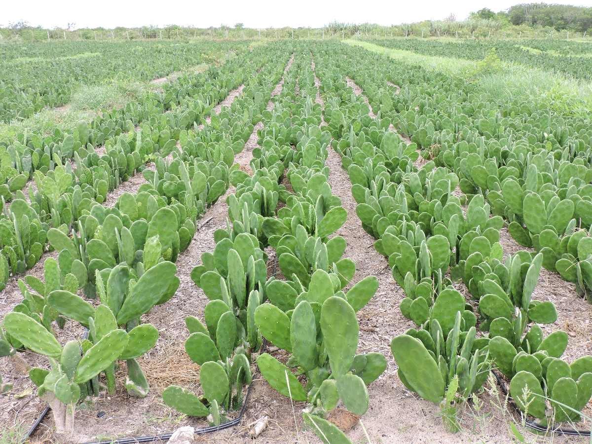 Seapa promove o Seminário “Palma Forrageira: Ações e Discussões de Enfrentamento à Cochonilha do Carmim”