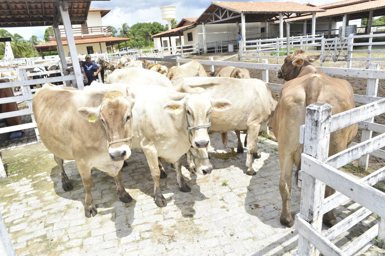 Aprovado projeto que cria o Serviço de Inspeção Estadual dos produtos de origem animal