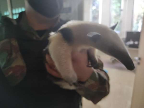 BPMA da PMCE resgata tamanduá-mirim em Guaramiranga