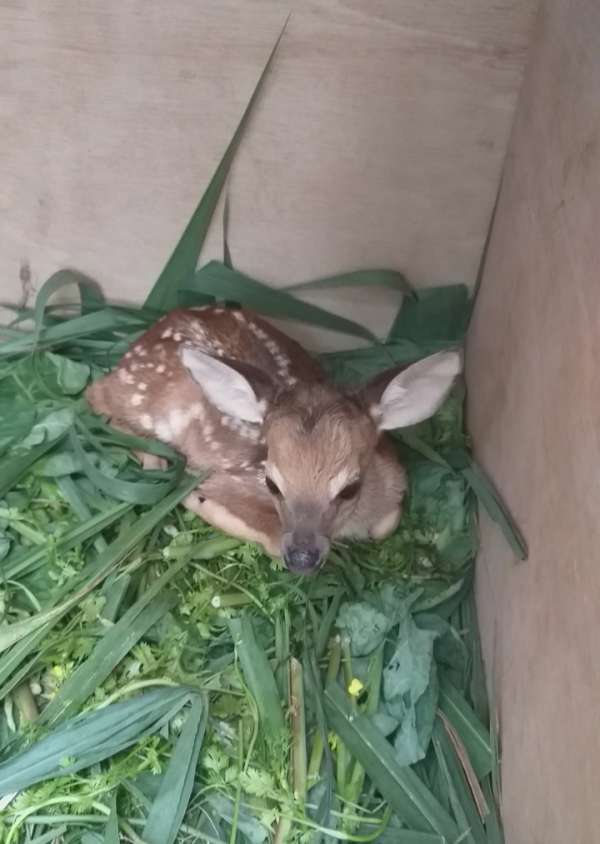 Polícia Militar resgata animal silvestre após ação em Redenção