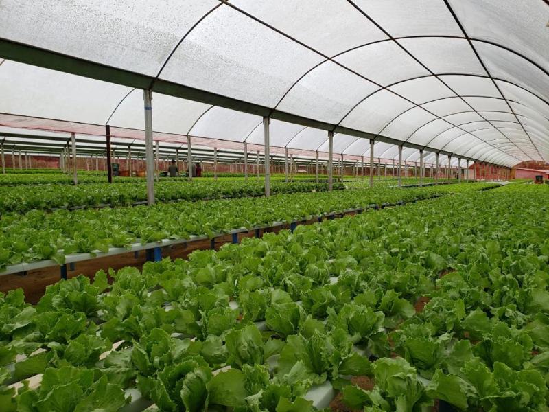 Governo do Ceará desenvolve Centro de Tecnologia em Cultivo Protegido