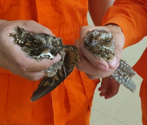 Corpo de Bombeiros resgata duas aves bacurau em um shopping de Sobral
