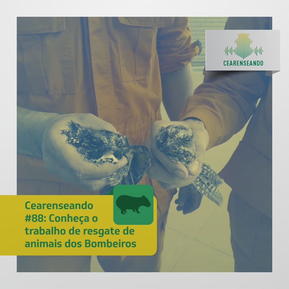 Cearenseando #88: Conheça o trabalho de resgate de animais dos Bombeiros