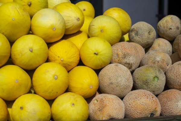 Preço do melão amarelo tem queda de 23,3% na Ceasa do Cariri