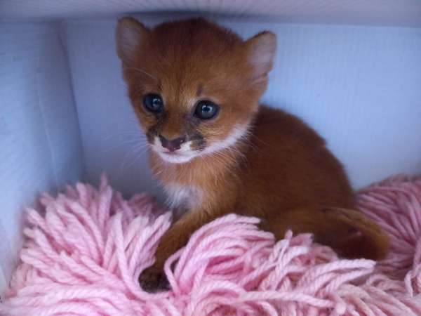 Filhote de gato-mourisco é resgatado pela BPMA da PMCE em Saboeiro