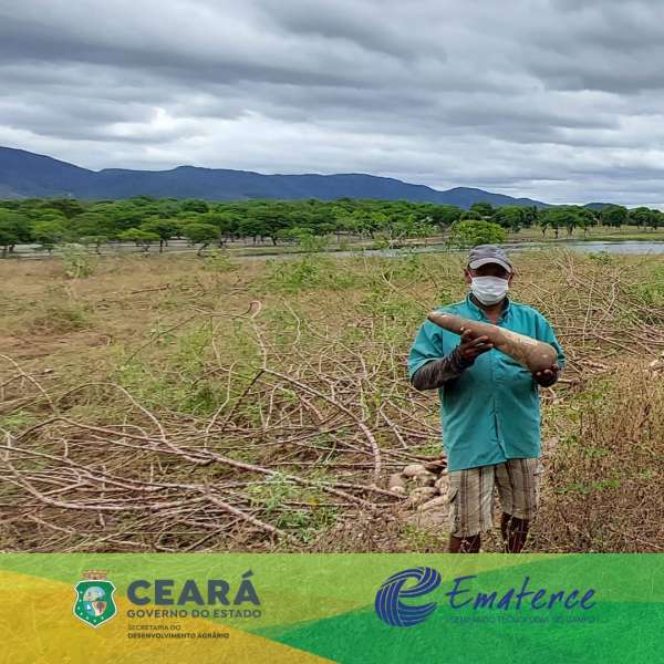 Produção de mandioca quadruplica com assessoria técnica em Barreira