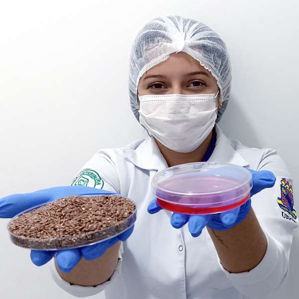 Estudo do PPGCV/Uece cultiva células-tronco a partir de cordão umbilical de caprinos