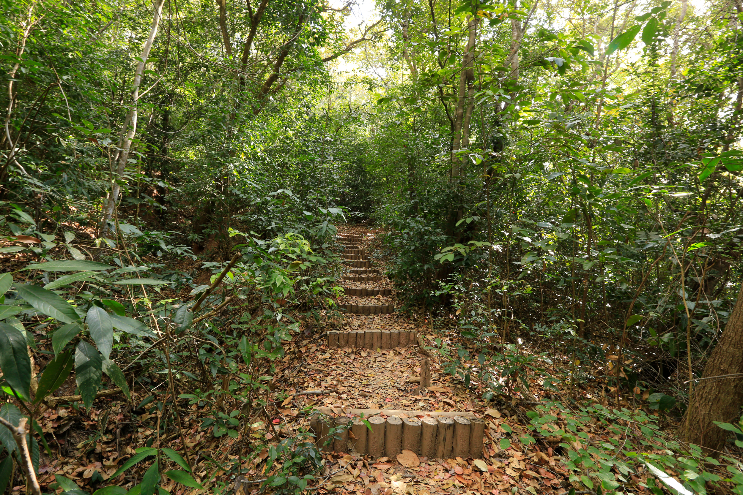 Riacho do Meio: o oásis verde dentro do Geopark Araripe, no Cariri cearense