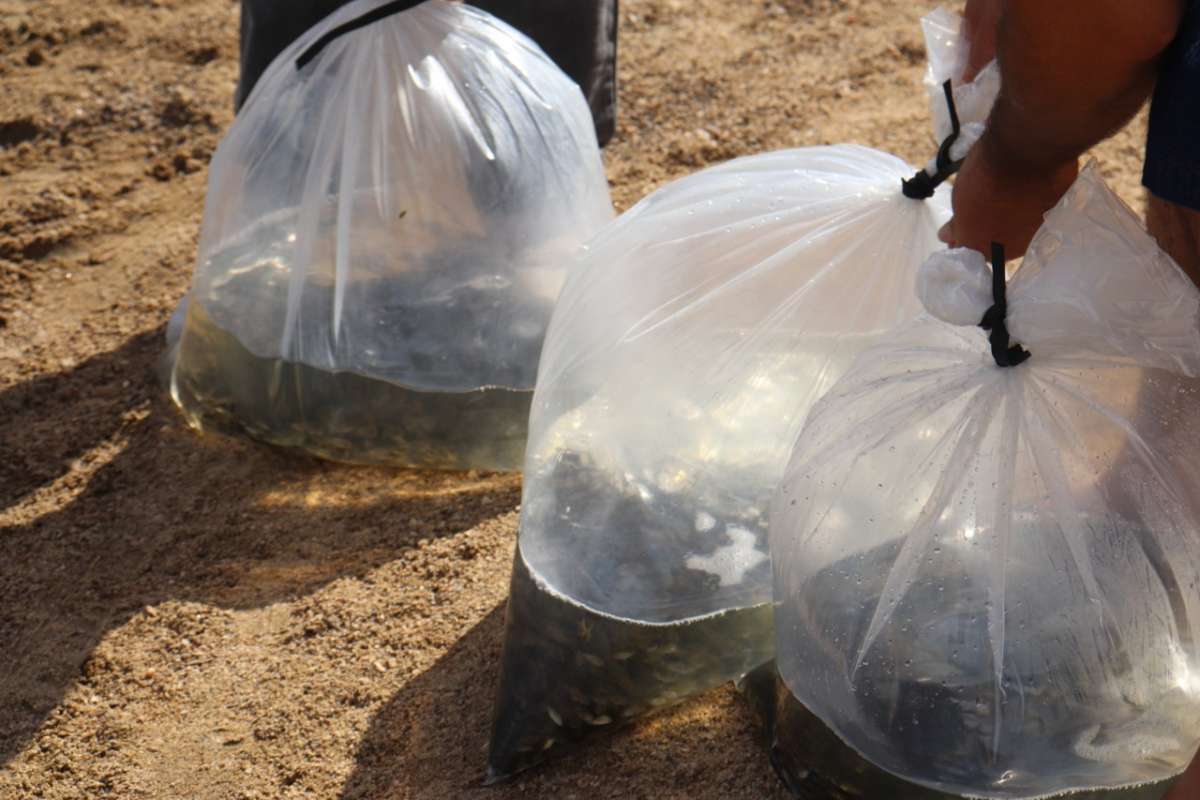 290 mil alevinos do Projeto de Peixamento serão entregues pela SDA