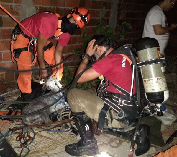 Cabra é resgatada pelo Corpo de Bombeiros Militar do Ceará após cair em cacimba de 25 metros