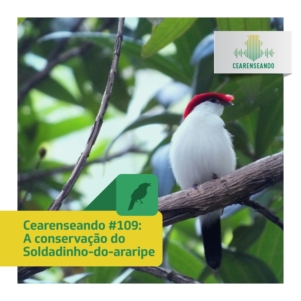 Cearenseando #109 – A conservação do Soldadinho-do-araripe