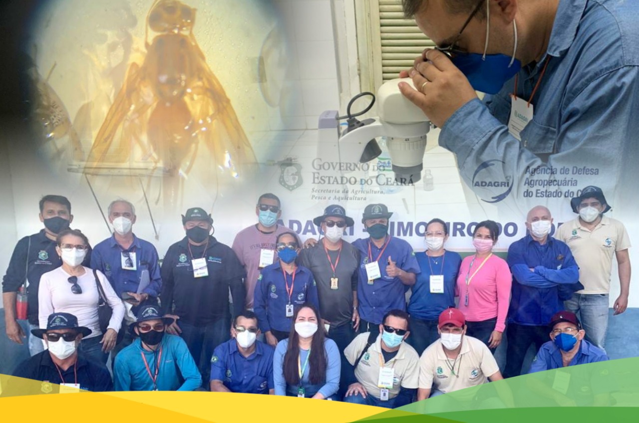 Adagri promove treinamento sobre o Plano de Erradicação para a praga conhecida como Mosca das Frutas