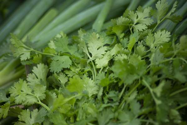 Preço do coentro tem queda de 50% na Ceasa Cariri