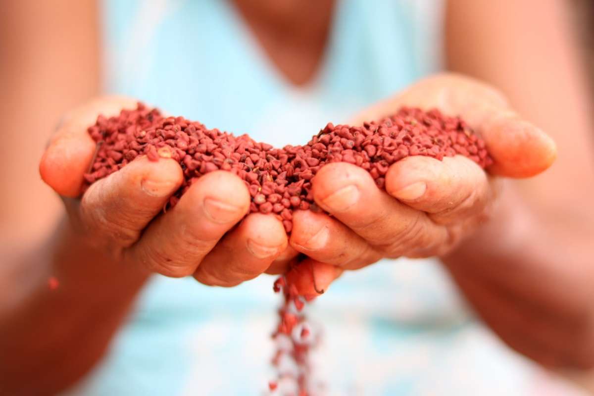 18 novos municípios passam a executar o Programa Alimenta Brasil no Ceará