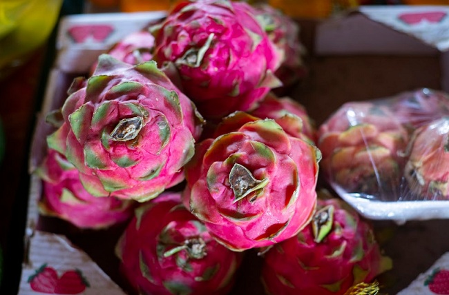 Pitaya tem preço em queda na Ceasa em Maracanaú