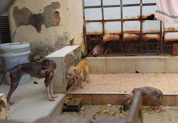 Polícia Civil resgata 14 cães em situação de maus-tratos no bairro Conjunto Esperança