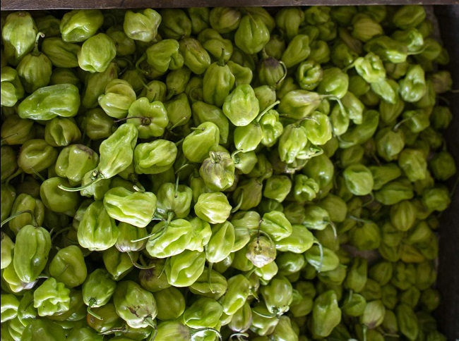 Preço da pimenta de cheiro cai 30% na Ceasa Cariri