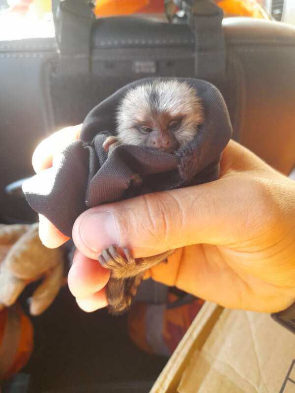 Mais de oito mil animais já foram resgatados pelo Corpo de Bombeiros em 2022