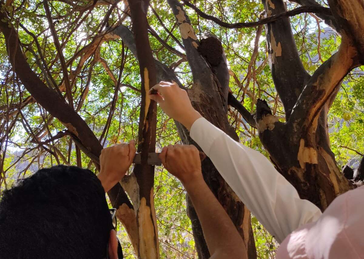 Uece recebe patente por invenção de produto fitoterápico para cicatrização