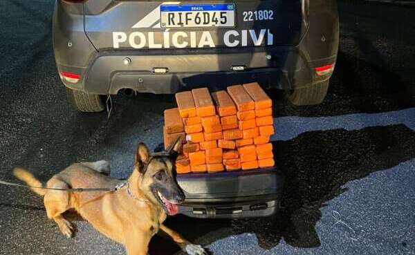 Polícia Civil apreende 30 quilos de maconha na divisa entre o Ceará e Pernambuco