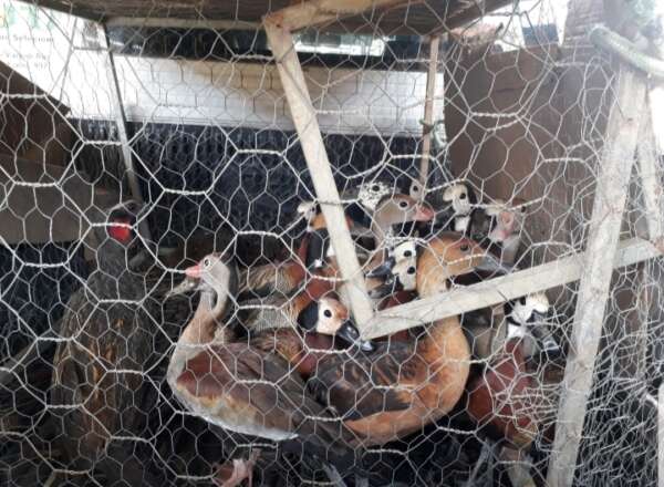 Em ação do BPMA da PMCE, aves silvestres são localizadas e resgatadas em Várzea Alegre