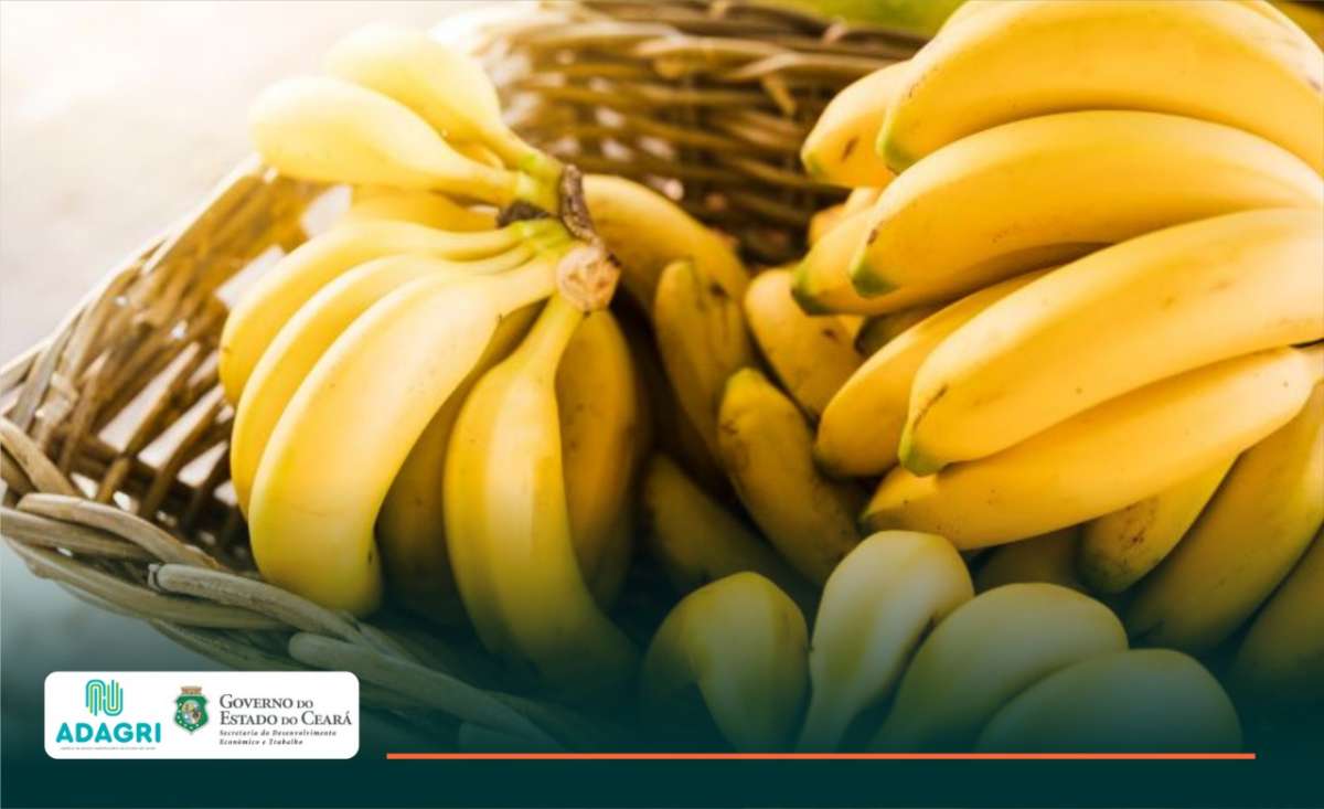 GTIV passa a ser preenchida e emitida exclusivamente de forma eletrônica a partir do 1º de janeiro de 2023