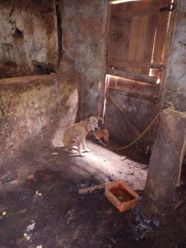 Polícia Civil resgata e adota cachorro que sofria maus-tratos em Capistrano