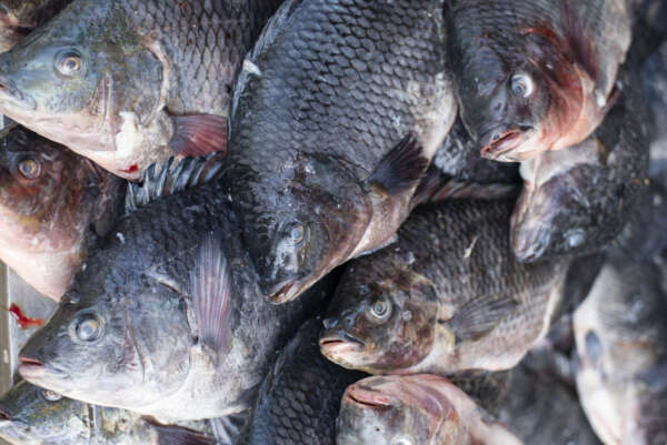 Semana Santa aumenta procura por pescados na Ceasa-CE