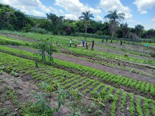 Ematerce treina técnicos e produtores sobre o controle natural de insetos invasores