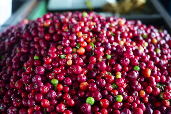 Preço da acerola tem queda de 42,86% na Ceasa em Maracanaú