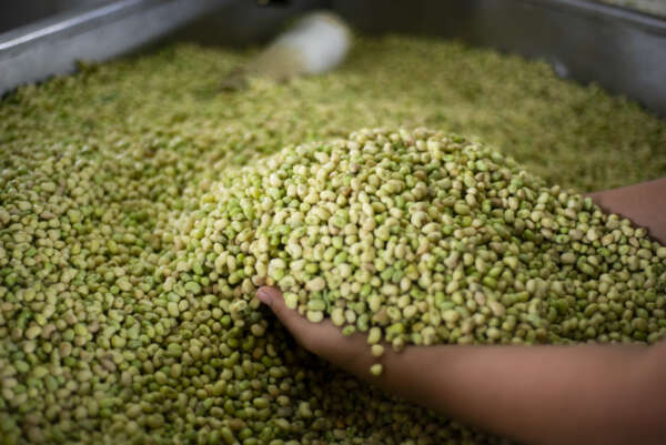 Preço do feijão verde cai para R$ 10,00/kg na Ceasa em Maracanaú