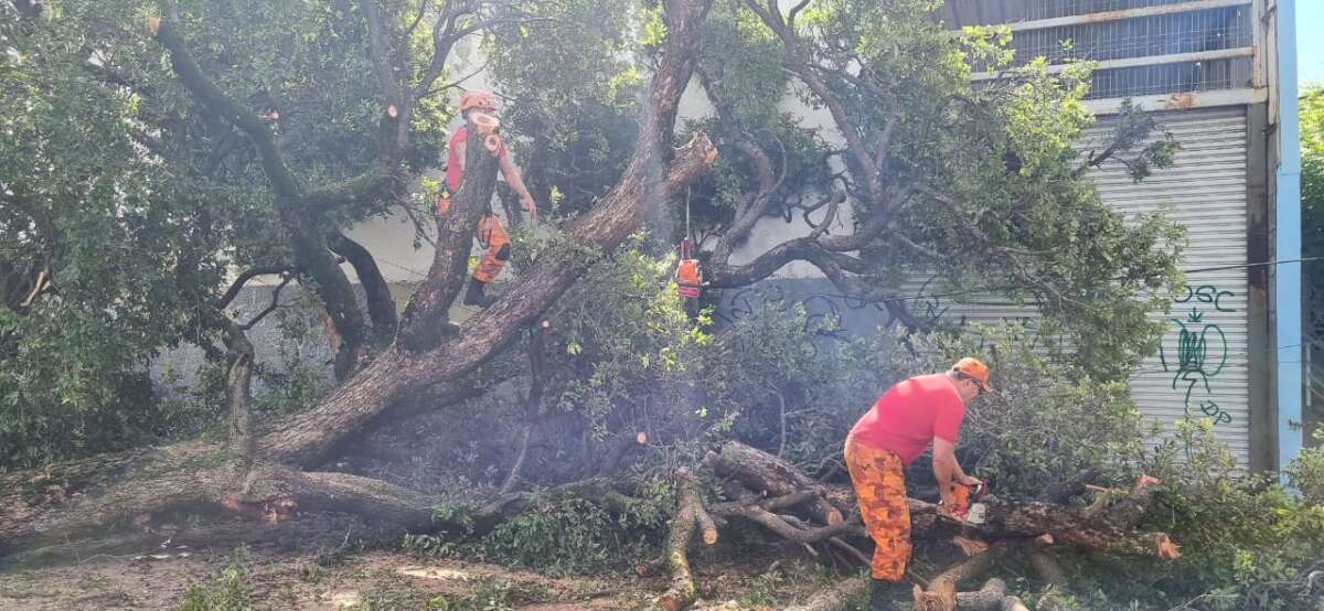 Corpo de Bombeiros do Ceará cortou 513 árvores em perigo em 2023