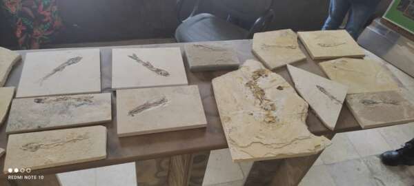 BPMA da PMCE recolhe 17 fósseis durante ações de fiscalização em Nova Olinda e Santana do Cariri