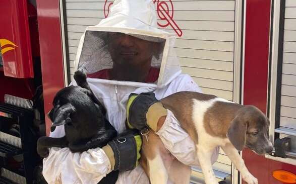 CBMCE atende ocorrência com abelhas e resgata cães em imóvel em Maranguape