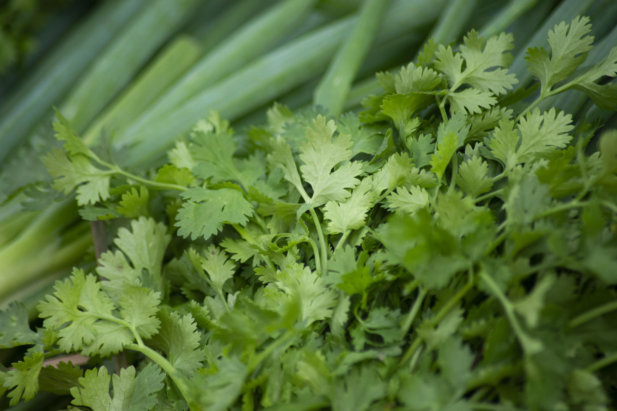 Preço do coentro apresenta queda de 50% na Ceasa Cariri no comparativo